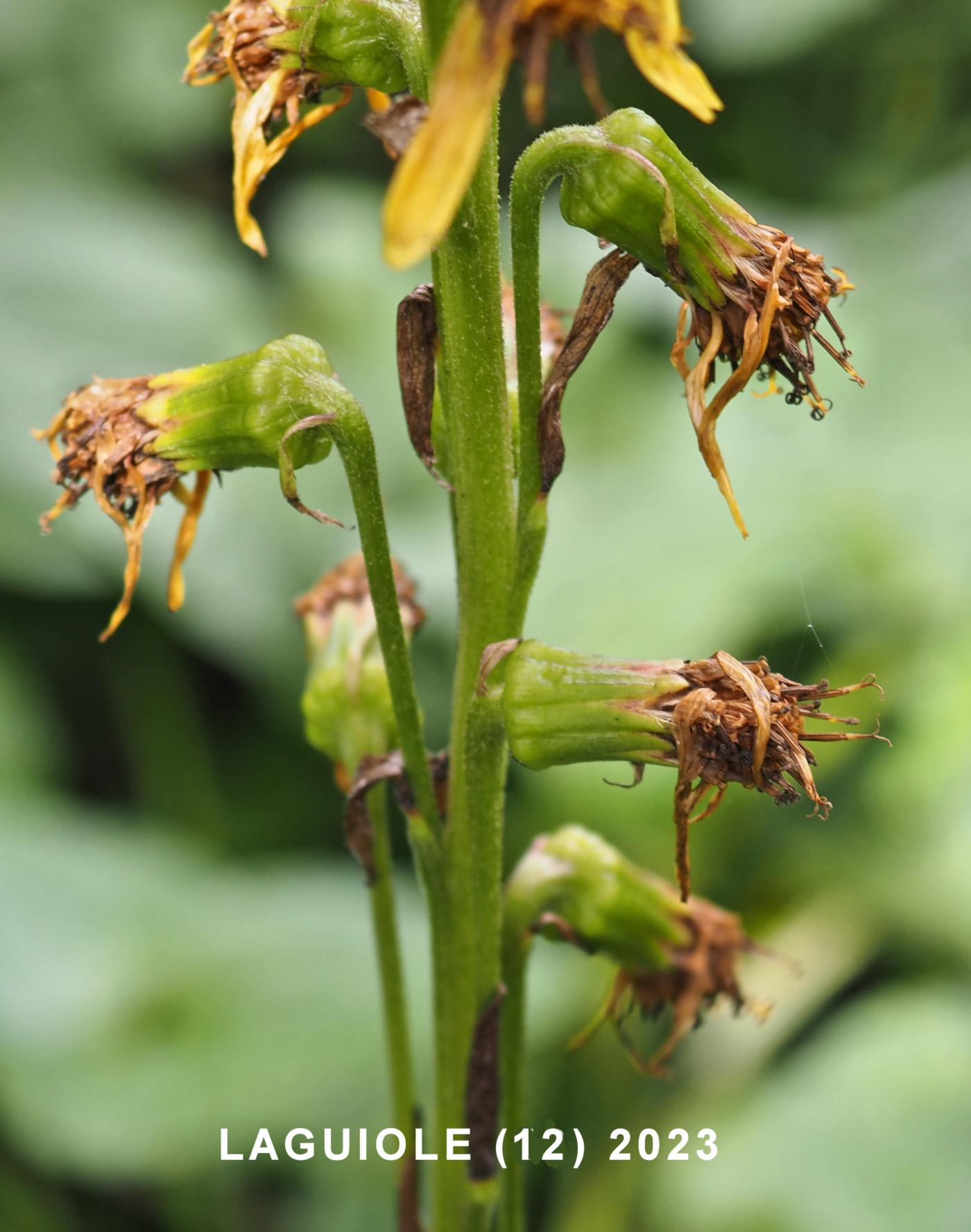 Ligularia fruit